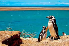 Puerto Madryn Ballenas y Pinguinos