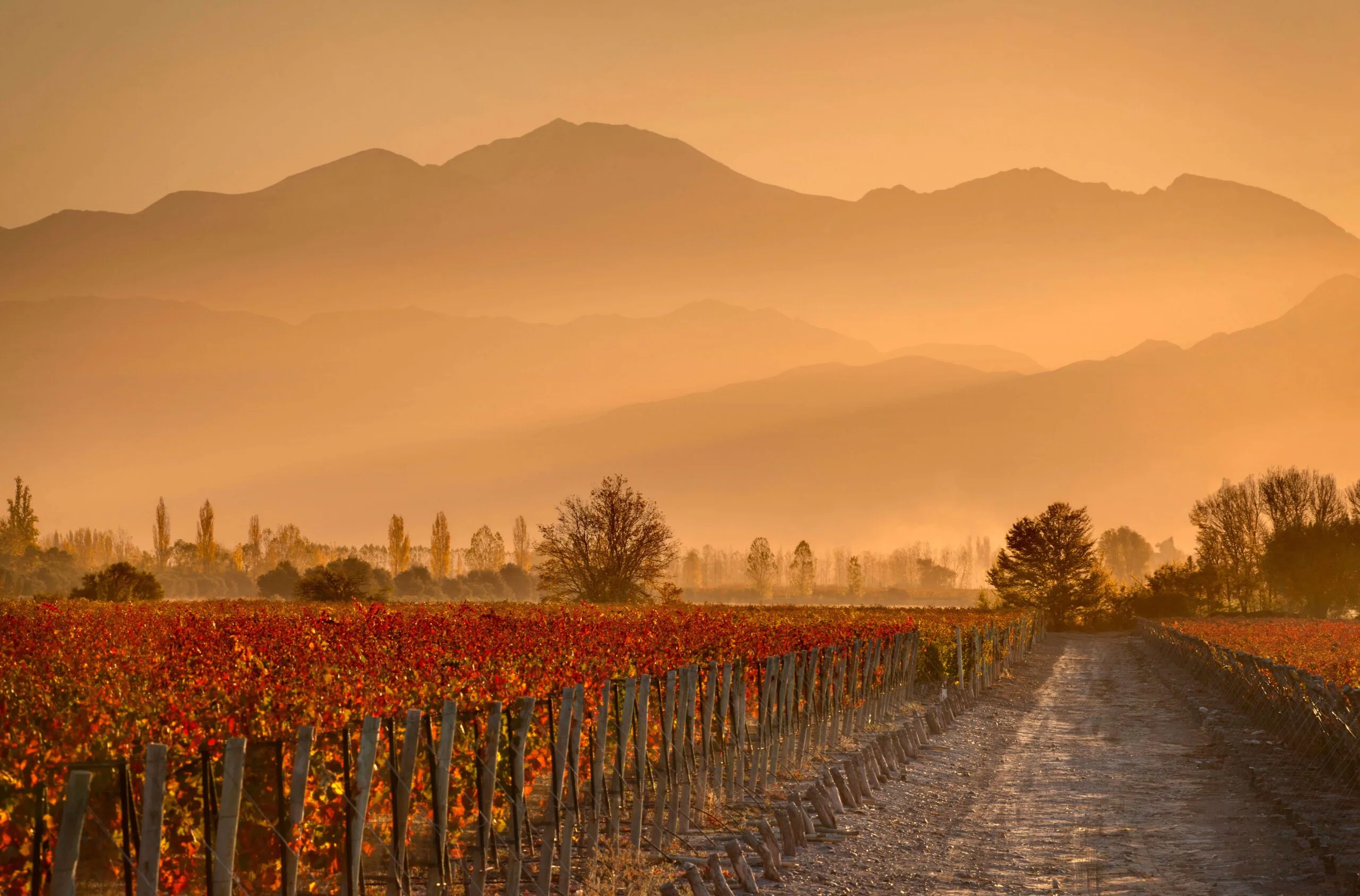 Mendoza y Caminos del Vino